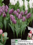 [rhapsody in blue 02041.JPG]